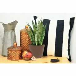 Vigoro 6 in. Grower's Choice Snake Plant (Sansevieria) in Small White Ribbed Plastic Decor Planter (2-Pack) -Green Haven Store vigoro indoor plants co sl07 3 vi wh 4f 1000