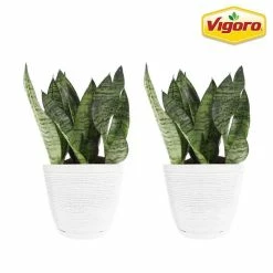 Vigoro 6 in. Grower's Choice Snake Plant (Sansevieria) in Small White Ribbed Plastic Decor Planter (2-Pack)