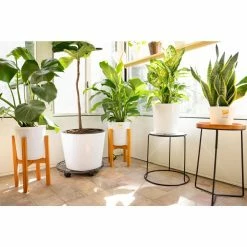 Vigoro 6 in. Grower's Choice Snake Plant (Sansevieria) in Small White Ribbed Plastic Decor Planter (2-Pack) -Green Haven Store vigoro indoor plants co sl07 3 vi wh 76 1000
