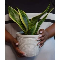 Vigoro 6 in. Grower's Choice Snake Plant (Sansevieria) in Small White Ribbed Plastic Decor Planter (2-Pack) -Green Haven Store vigoro indoor plants co sl07 3 vi wh a0 1000