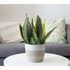 Vigoro 6 in. Grower's Choice Snake Plant (Sansevieria) in Small White Ribbed Plastic Decor Planter (2-Pack) -Green Haven Store vigoro indoor plants co sl07 3 vi wh c3 1000
