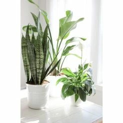Vigoro 6 in. Grower's Choice Snake Plant (Sansevieria) in Small White Ribbed Plastic Decor Planter (2-Pack) -Green Haven Store vigoro indoor plants co sl07 3 vi wh fa 1000