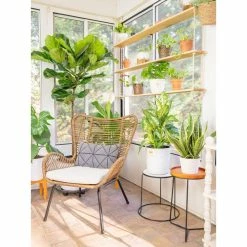 Vigoro 6 in. Peace Lily Indoor Plant in Small White Ribbed Plastic Decor Planter (2-Pack) 18 Vigoro 6 in. Peace Lily Indoor Plant in Small White Ribbed Plastic Decor Planter (2-Pack) -Green Haven Store vigoro indoor plants co sy06 3 vi wh 44 1000