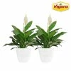 Vigoro 6 in. Peace Lily Indoor Plant in Small White Ribbed Plastic Decor Planter (2-Pack) -Green Haven Store vigoro indoor plants co sy06 3 vi wh 64 1000