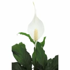 Vigoro 6 in. Peace Lily Indoor Plant in Small White Ribbed Plastic Decor Planter (2-Pack) 14 Vigoro 6 in. Peace Lily Indoor Plant in Small White Ribbed Plastic Decor Planter (2-Pack) -Green Haven Store vigoro indoor plants co sy06 3 vi wh 77 1000