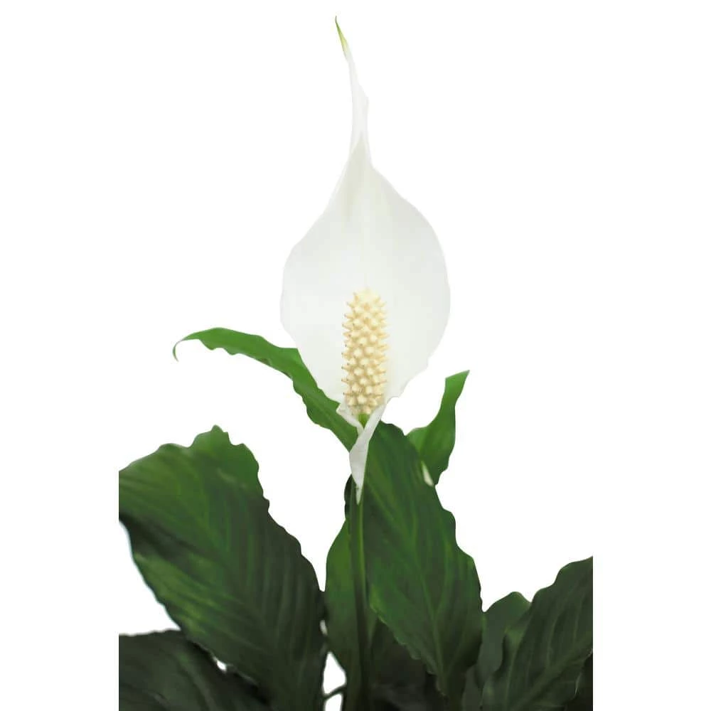 Vigoro 6 in. Peace Lily Indoor Plant in Small White Ribbed Plastic Decor Planter (2-Pack) 6 Vigoro 6 in. Peace Lily Indoor Plant in Small White Ribbed Plastic Decor Planter (2-Pack) - Image 4