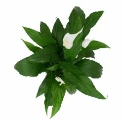 Vigoro 6 in. Peace Lily Indoor Plant in Small White Ribbed Plastic Decor Planter (2-Pack) 19 Vigoro 6 in. Peace Lily Indoor Plant in Small White Ribbed Plastic Decor Planter (2-Pack) -Green Haven Store vigoro indoor plants co sy06 3 vi wh fa 1000
