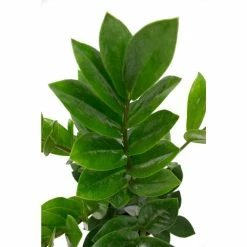 Vigoro 6 in. ZZ Indoor Plant in Small White Ribbed Plastic Decor Planter (2-Pack) 12 Vigoro 6 in. ZZ Indoor Plant in Small White Ribbed Plastic Decor Planter (2-Pack) -Green Haven Store vigoro indoor plants co zz vi wh 77 1000