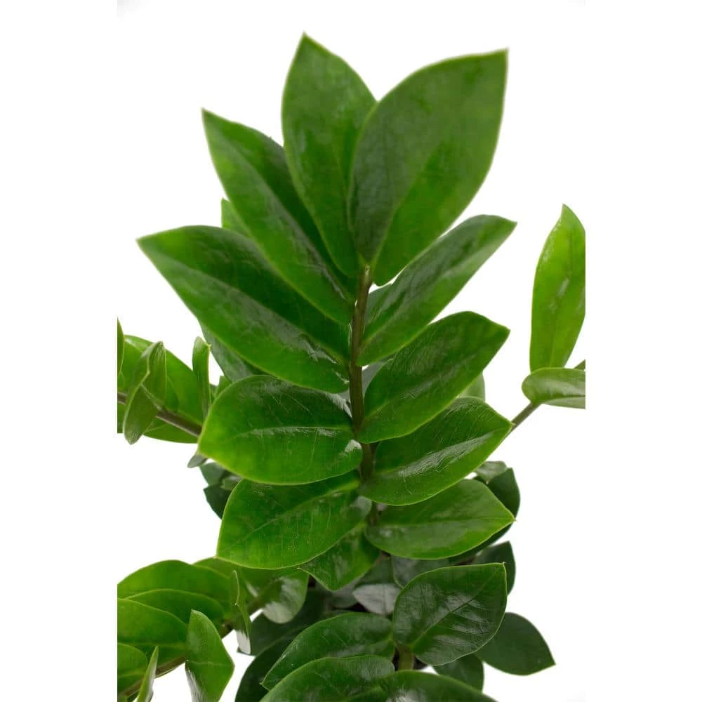 Vigoro 6 in. ZZ Indoor Plant in Small White Ribbed Plastic Decor Planter (2-Pack) 6 Vigoro 6 in. ZZ Indoor Plant in Small White Ribbed Plastic Decor Planter (2-Pack) - Image 4