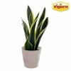 Vigoro 6 in. Sansevieria Snake Plant in Black Decor Pot 1 Vigoro 6 in. Sansevieria Snake Plant in Black Decor Pot -Green Haven Store vigoro indoor plants sans6vigoro 64 1000