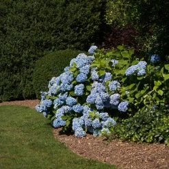 Vigoro 4 ft. x 50 ft. Matrix Grid Heavy-Duty Landscape Fabric (4-Pack) -Green Haven Store vigoro landscape fabric vpnm45085 4pk 77 1000