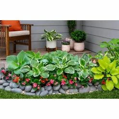 Vigoro 2.5 Qt. Green Variegated Minuteman Hosta Perennial Plant (3-Pack) 9 Vigoro 2.5 Qt. Green Variegated Minuteman Hosta Perennial Plant (3-Pack) -Green Haven Store vigoro perennials 4019 1f 1000