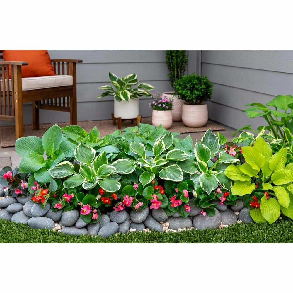 Vigoro 2.5 Qt. Green Variegated Minuteman Hosta Perennial Plant (3-Pack) 6 Vigoro 2.5 Qt. Green Variegated Minuteman Hosta Perennial Plant (3-Pack) - Image 4