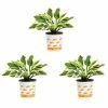 Vigoro 2.5 Qt. Green Variegated Minuteman Hosta Perennial Plant (3-Pack) -Green Haven Store vigoro perennials 4019 64 1000