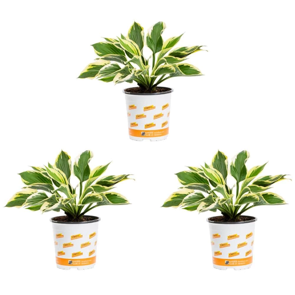 Vigoro 2.5 Qt. Green Variegated Minuteman Hosta Perennial Plant (3-Pack) 3 Vigoro 2.5 Qt. Green Variegated Minuteman Hosta Perennial Plant (3-Pack)