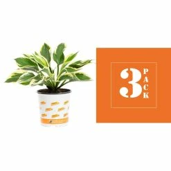Vigoro 2.5 Qt. Green Variegated Minuteman Hosta Perennial Plant (3-Pack) 8 Vigoro 2.5 Qt. Green Variegated Minuteman Hosta Perennial Plant (3-Pack) -Green Haven Store vigoro perennials 4019 c3 1000