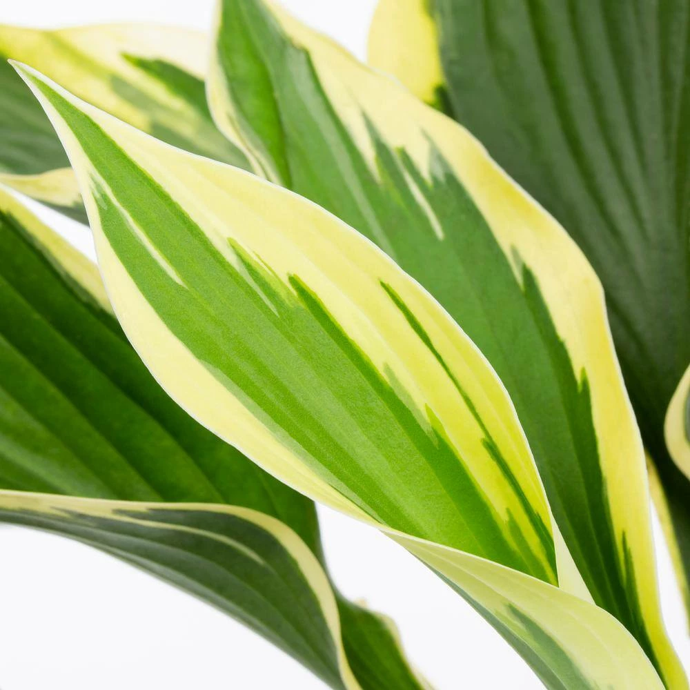 Vigoro 2.5 Qt. Green Variegated Minuteman Hosta Perennial Plant (3-Pack) 4 Vigoro 2.5 Qt. Green Variegated Minuteman Hosta Perennial Plant (3-Pack) - Image 2