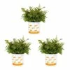 Vigoro 2.5 Qt. Fern Hardy Autumn Perennial Plant (3-Pack) -Green Haven Store vigoro perennials 4542 64 1000