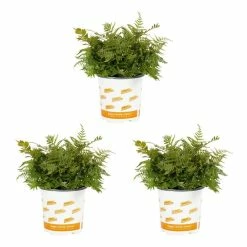 Vigoro 2.5 Qt. Fern Hardy Autumn Perennial Plant (3-Pack)