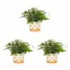 Vigoro 2.5 Qt. Fern Hardy Japanese Painted Perennial Plant (3-Pack) -Green Haven Store vigoro perennials 4543 64 1000
