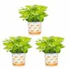 Vigoro 2.5 Qt. Hosta Rainforest Sunrise Perennial Plant (3-Pack) -Green Haven Store vigoro perennials 4550 64 1000