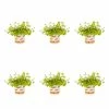 1 Pt. Vigoro Accent Lysimachia Creeping Jenny Green Perennial Plant (6-Pack) 1 1 Pt. Vigoro Accent Lysimachia Creeping Jenny Green Perennial Plant (6-Pack) -Green Haven Store vigoro perennials 5122 64 1000