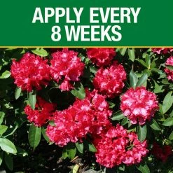 Vigoro 3.5 lb. All Season Azalea Camellia and Rhododendron Plant Food (10-8-8) -Green Haven Store vigoro plant food fertilizer 124248 1f 1000