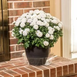 Vigoro 12 in. Plastic Deep Planter Liner -Green Haven Store vigoro plant liners dl12vg 1f 1000