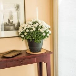 Vigoro 10 in. Cork Mat -Green Haven Store vigoro planter saucers cm10phbdi 4f 1000