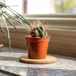 Vigoro 4 in. Cork Mat -Green Haven Store vigoro planter saucers cm4phbdi 4f 1000