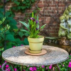 Vigoro 6 in. Cork Mat 8 Vigoro 6 in. Cork Mat -Green Haven Store vigoro planter saucers cm6phbdi 44 1000