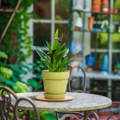 Vigoro 6 in. Cork Mat 9 Vigoro 6 in. Cork Mat -Green Haven Store vigoro planter saucers cm6phbdi fa 1000