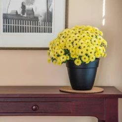 Vigoro 8 in. Cork Mat 9 Vigoro 8 in. Cork Mat -Green Haven Store vigoro planter saucers cm8phbdi 1f 1000