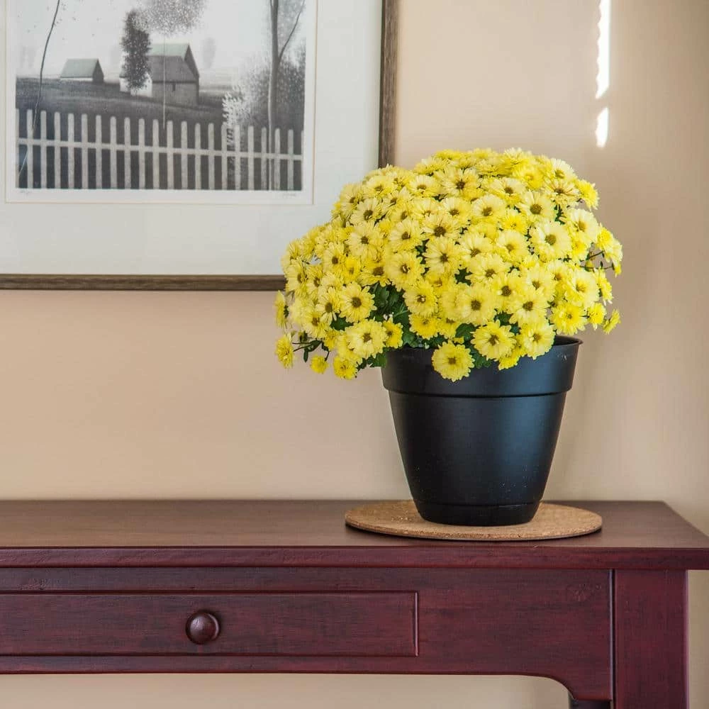 Vigoro 8 in. Cork Mat 6 Vigoro 8 in. Cork Mat - Image 4