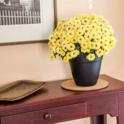 Vigoro 8 in. Cork Mat 8 Vigoro 8 in. Cork Mat -Green Haven Store vigoro planter saucers cm8phbdi 4f 1000