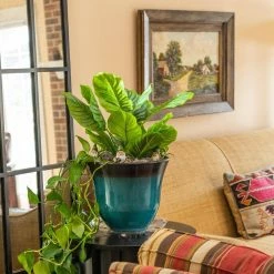 Vigoro 12 in. Heavy Duty Plant Saucer -Green Haven Store vigoro planter saucers sp12vg 44 1000