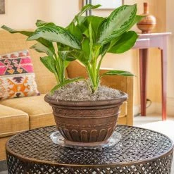 Vigoro 14 in. Heavy Duty Plant Saucer -Green Haven Store vigoro planter saucers sp14vg fa 1000