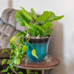 Vigoro 14 in. Plastic Plant Saucer -Green Haven Store vigoro planter saucers vs14vg 44 1000