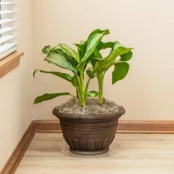 Vigoro 14 in. Plastic Plant Saucer -Green Haven Store vigoro planter saucers vs14vg 4f 1000