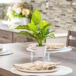 Vigoro 6 in. Plastic Plant Saucer 8 Vigoro 6 in. Plastic Plant Saucer -Green Haven Store vigoro planter saucers vs6vg 4f 1000