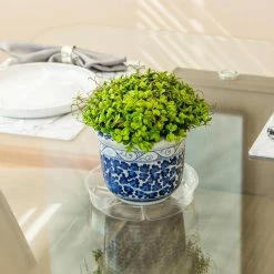 Vigoro 8 in. Plastic Plant Saucer 13 Vigoro 8 in. Plastic Plant Saucer -Green Haven Store vigoro planter saucers vs8vg 4f 1000