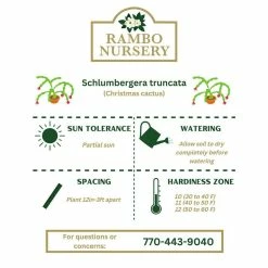 Vigoro 6 in. Christmas Cactus with Red Pot Cover 11 Vigoro 6 in. Christmas Cactus with Red Pot Cover -Green Haven Store vigoro succulents 81826 44 1000