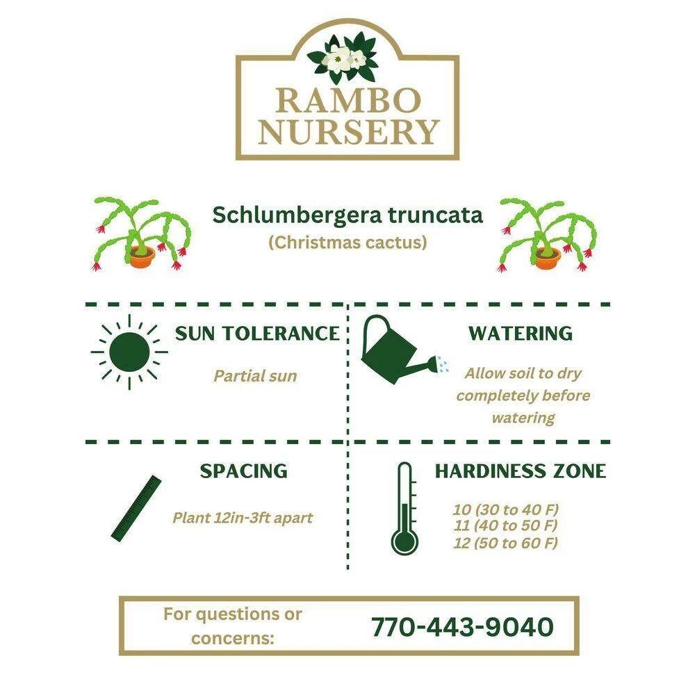 Vigoro 6 in. Christmas Cactus with Red Pot Cover 7 Vigoro 6 in. Christmas Cactus with Red Pot Cover - Image 5