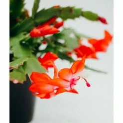 Vigoro 6 in. Christmas Cactus with Red Pot Cover 9 Vigoro 6 in. Christmas Cactus with Red Pot Cover -Green Haven Store vigoro succulents 81826 4f 1000