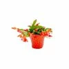 Vigoro 6 in. Christmas Cactus with Red Pot Cover 2 Vigoro 6 in. Christmas Cactus with Red Pot Cover -Green Haven Store vigoro succulents 81826 64 1000