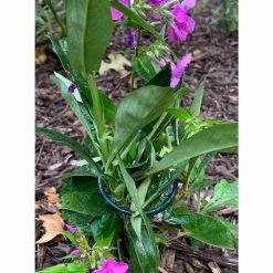 Vigoro 18 in. H x 1.50 in. W Steel Plant Prop -Green Haven Store vigoro tomato cages 611872 hd 31 1000