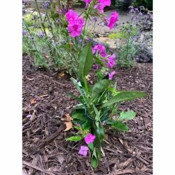 Vigoro 36 in. H x 2.24 in. W Metal Plant Prop -Green Haven Store vigoro tomato cages 613672 hd 31 1000