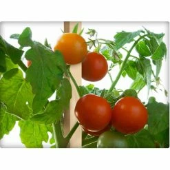 Vigoro 4 ft. Wooden Garden Stake 9 Vigoro 4 ft. Wooden Garden Stake -Green Haven Store vigoro tomato cages rc 84n 1f 1000