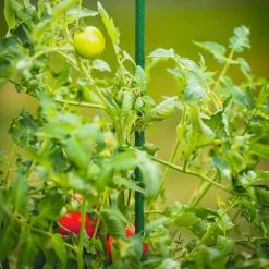 Vigoro 5 ft. Green Colored Steel Core Garden Stake -Green Haven Store vigoro tomato cages st5vg 76 1000