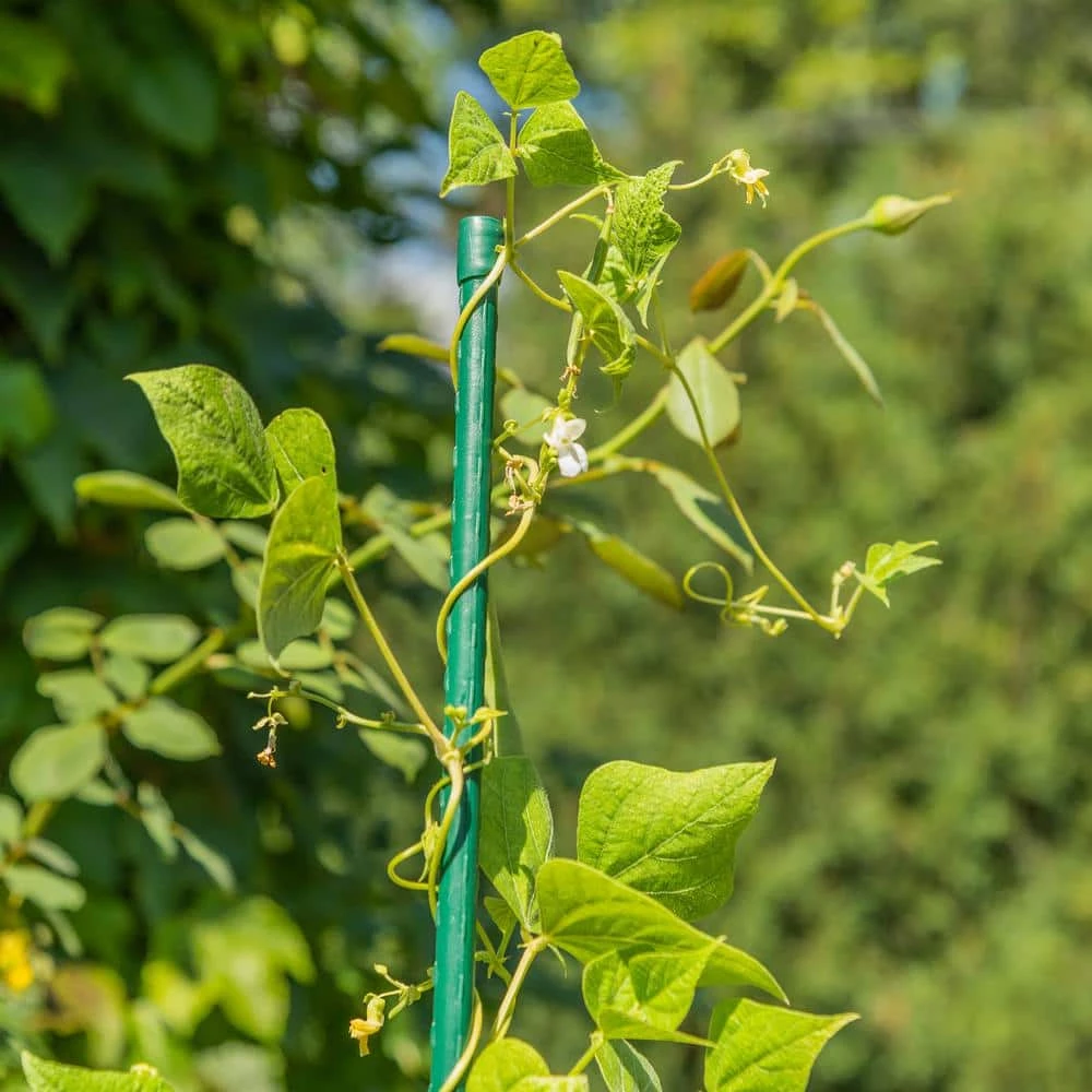 Vigoro 6 ft. Green Colored Heavy Duty Steel Core Garden Stakes 4 Vigoro 6 ft. Green Colored Heavy Duty Steel Core Garden Stakes - Image 2